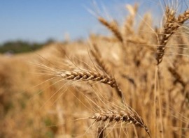 Küresel buğday pazarının %30’una sahip Rusya ve Ukrayna’nın savaşı gıda fiyatlarını etkiliyor